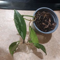 Hoya Carnosa