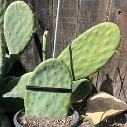 Yellow Nopales Cactus