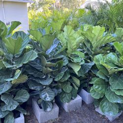 Fiddle Leaf Fig In 3 gls Pot, SPECIAL PRICE !🤩