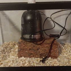 10 Gallon Tank Everything Included 