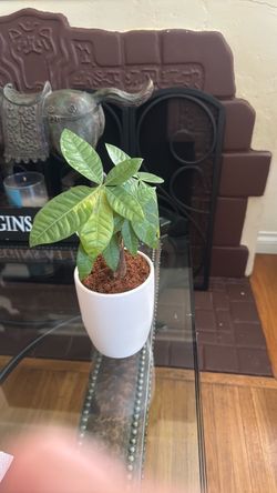 Money Tree Plant in White Pot