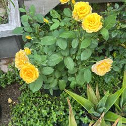Hybrid Tea Roses 16$
