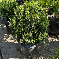 Boxwood Globes
