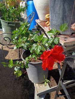 Planta 🌹