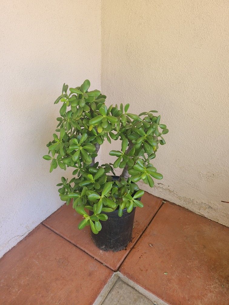Jade Succulent