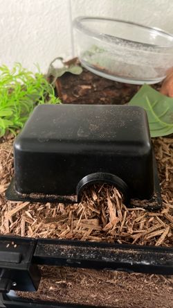 Small Reptile Black Hide