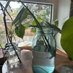 Rooted Monstera plant cutting