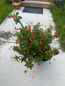 Corona de Cristo
