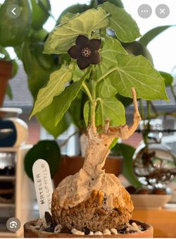 4” matelea cyclophylla ( first pic is example )