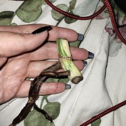 Monstera Albo Nodes With Aerial Roots High Variegation 