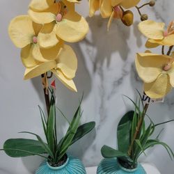 Yellow Orchid Plants