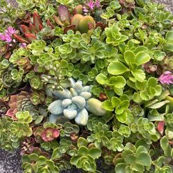 Succulents Plants Arrangement In Its Own Container. 