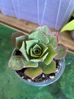 Succulent