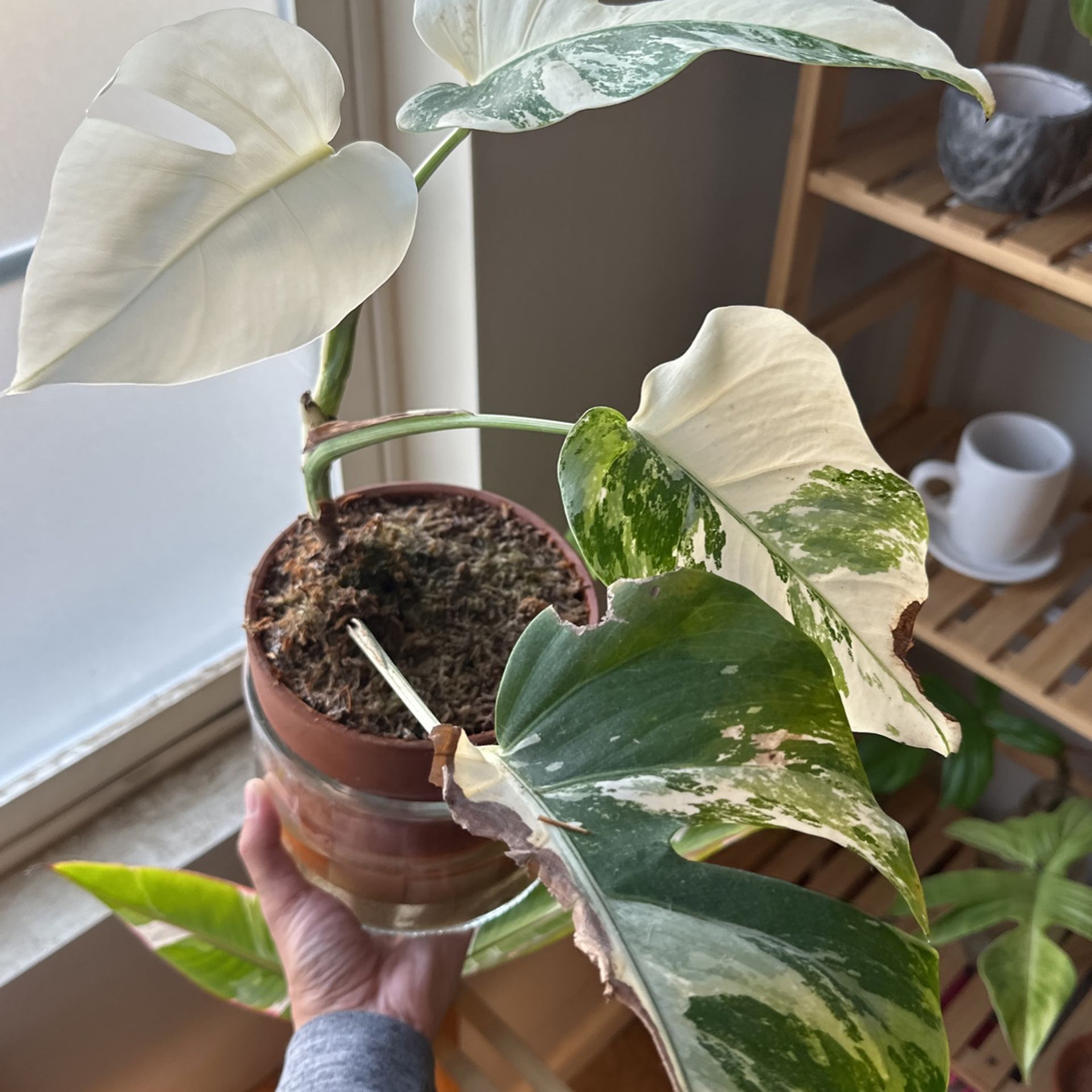 philodendron little hope pflege Philodendron 'Little Hope' main image 0