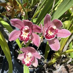 3/21 Homegrown Cymbidium Orchid Pop-up Sale