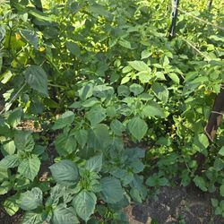Tomatillos Milperos Gratis. Tomatoes Gren Free