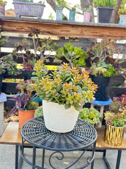 Healthy and beautiful Jade succulent