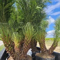 robelines robellines robolines triple  very healthy  excellent decoration 