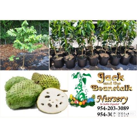 Soursop Trees 3gal Arboles De Guanabana En 3gal