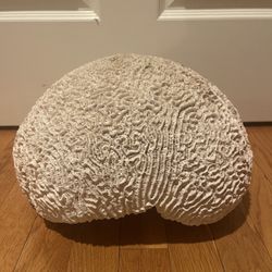 25 lb Brain Coral Sphere