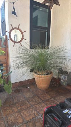 Mexican palm