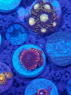 laffy taffy zoa wysiwyg