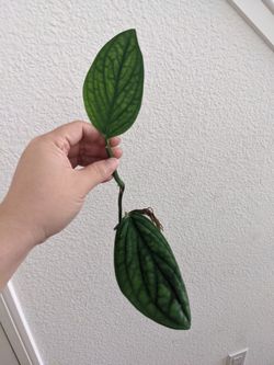 Monstera Peru 2 Leaves Rooted