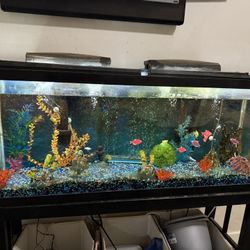 55 Gallon Fish Tank With Everything