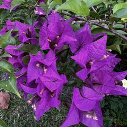 BOUGAINVILLEA PLANT (7 gallon pot) Landscaping and More!