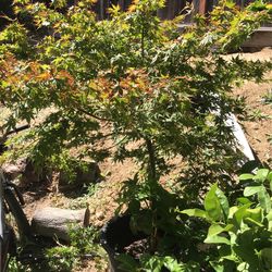 Japanese Maple 4 /12 Feet Tall