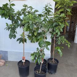 Moro Blood Orange 🍊 Trees 4F The Tall $55 Each Price Firm 