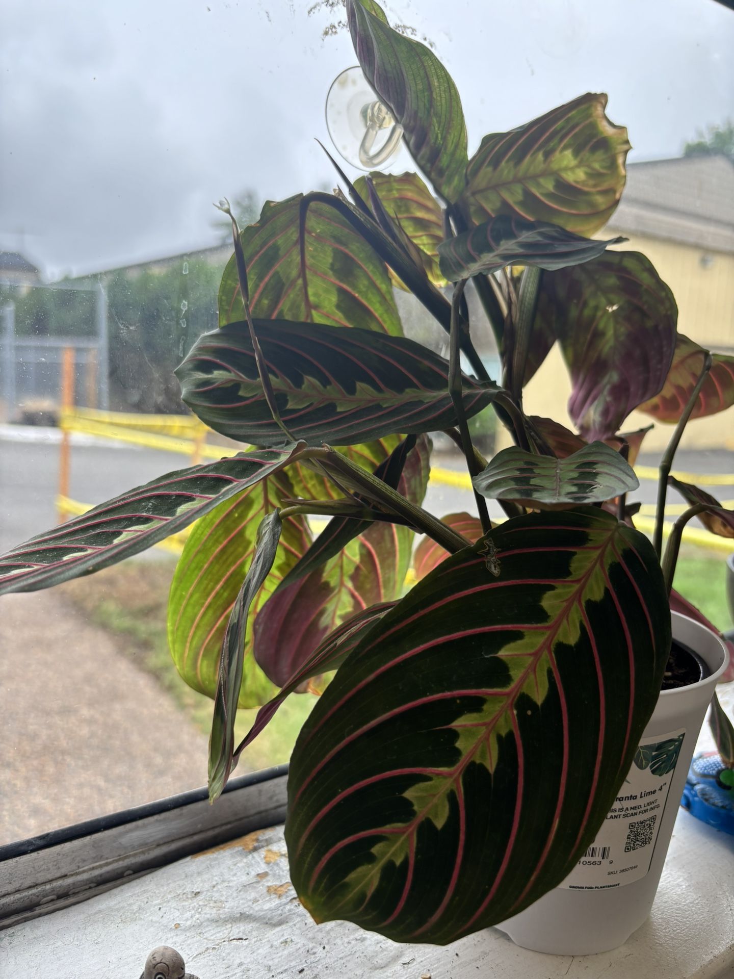Maranta Lime Plant