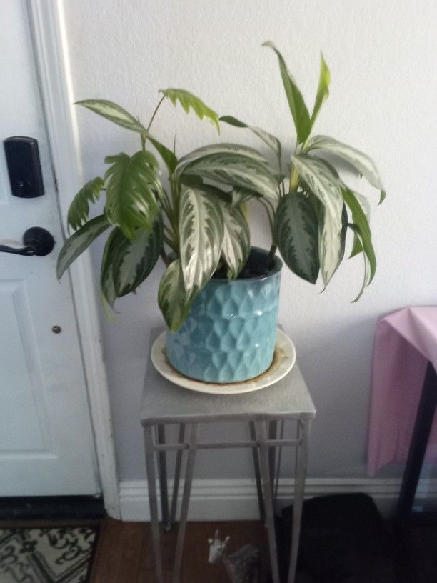 Beautiful Indoor Plant 