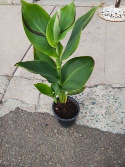 Canna lilis yellow whit red spots