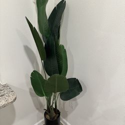 Plant For Sale