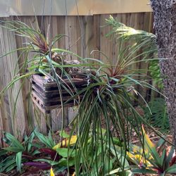 Tree Plant