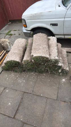 Washington sod