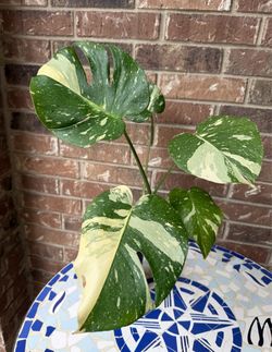 Variegated Monstera Thai Constellation Live Plant 1g pot