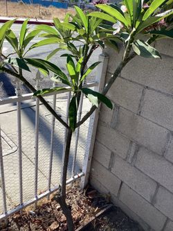 Muy Bella Plumeria mide 5 Piez Facil de Plantar. 30.00
