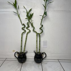 Tall Lucky Bamboo Plants In Asian Pitcher Vases(36”tall $25 each )