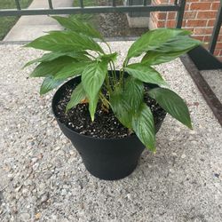 Peace Lily, medium