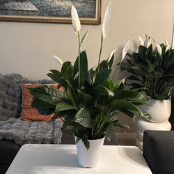 6” peace lily