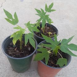 PAPAYAS. PLANTS 3. for 10.00 DLLS 