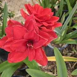 Amaryllis Plants