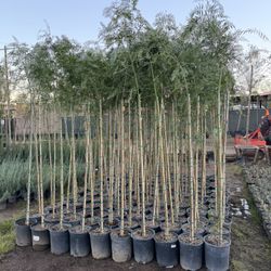 Shade Trees 5 Gal 7-8 Feet When Planted