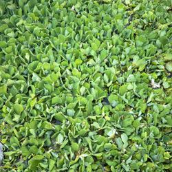 Water Lettuce