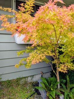 Coral maple Dwarf tree. Still has a lot of growth to go. Nearly 7 ft so far! Absolutely beautiful