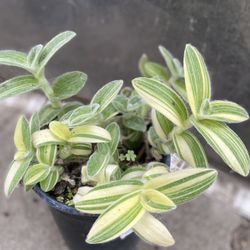 Tradescantia Silamontana Variegated Plant, In 1 Gallon Pot Pick Up Only