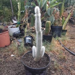Triple Old Man Cactus Plant