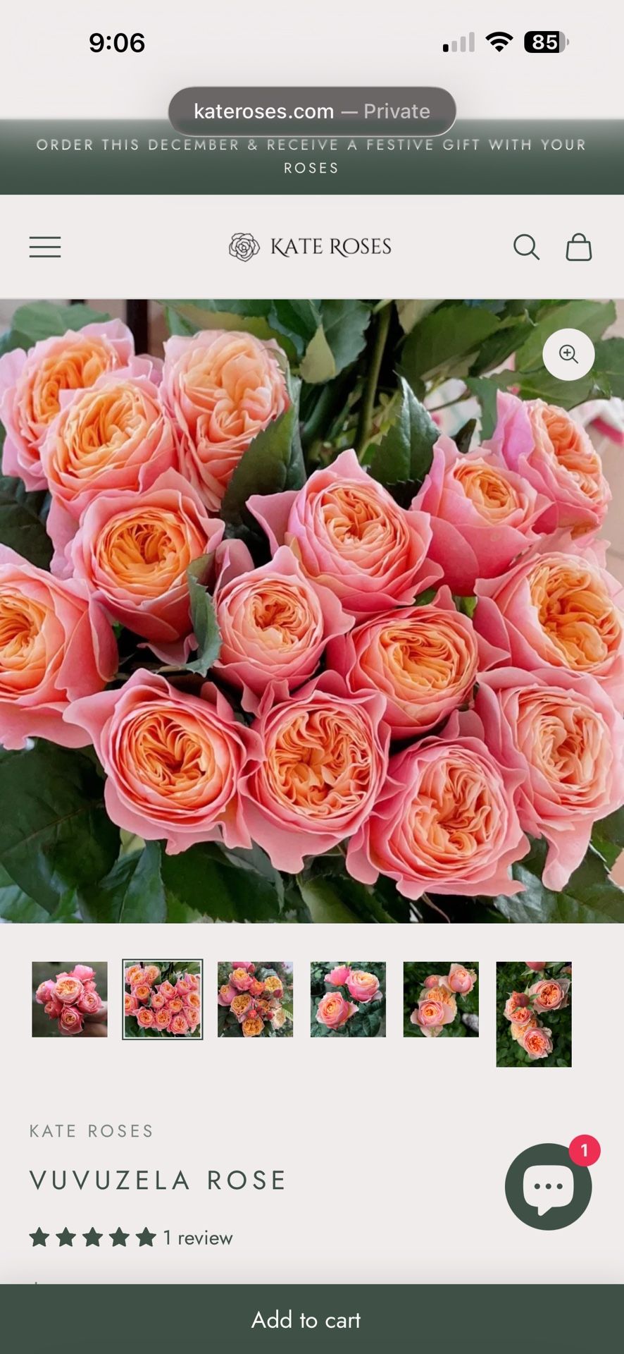 Vuvuzela Rose 2-3 Gal